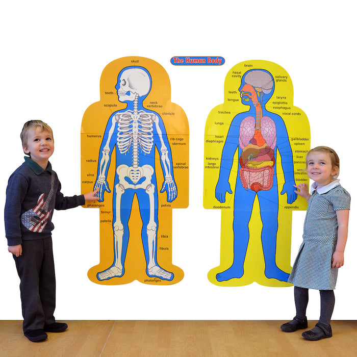 Child Size Human Poster Pack