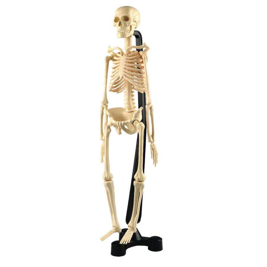 Mini Skeleton